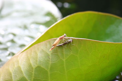 Hatching dragonfly 8