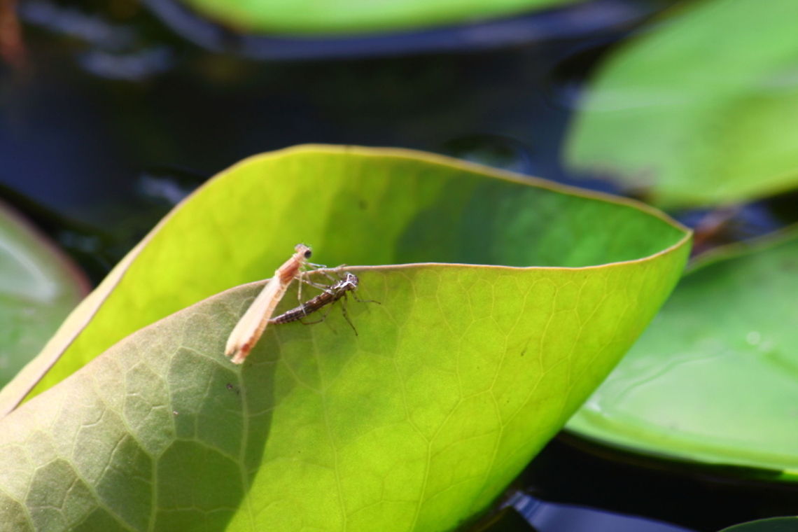 Hatching dragonfly 11