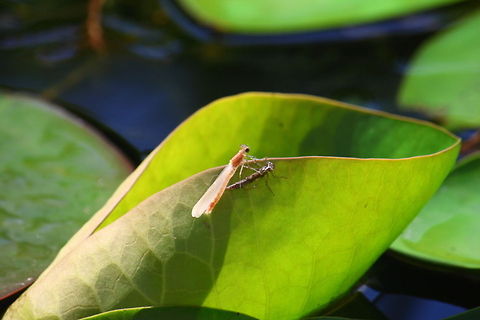 Hatching dragonfly 12