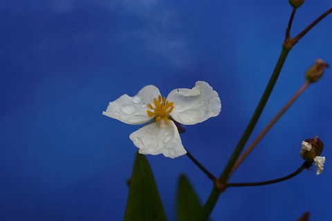 Sagittaria graminea Used a blue paper as background..plant is taken over in our pond. Grass-leaved Arrowhead,Sagittaria graminea
