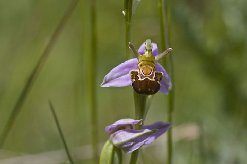 bee orchid found on Tiengemeten. Geotagged,Ophrys apifera,The Netherlands