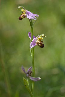 bee orchid found on Tiengemeten Geotagged,Ophrys apifera,The Netherlands