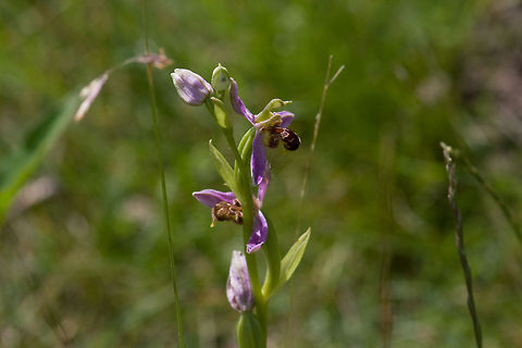 bee orchid found on Tiengemeten Geotagged,Ophrys apifera,The Netherlands