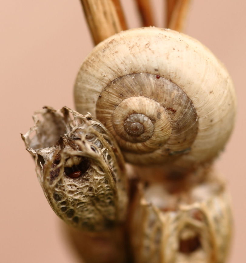 ton sur ton snail with tiny red mite on seedbox of an Campanula the seed has the same colour as the mite Gastropoda,campanula,mite,snail