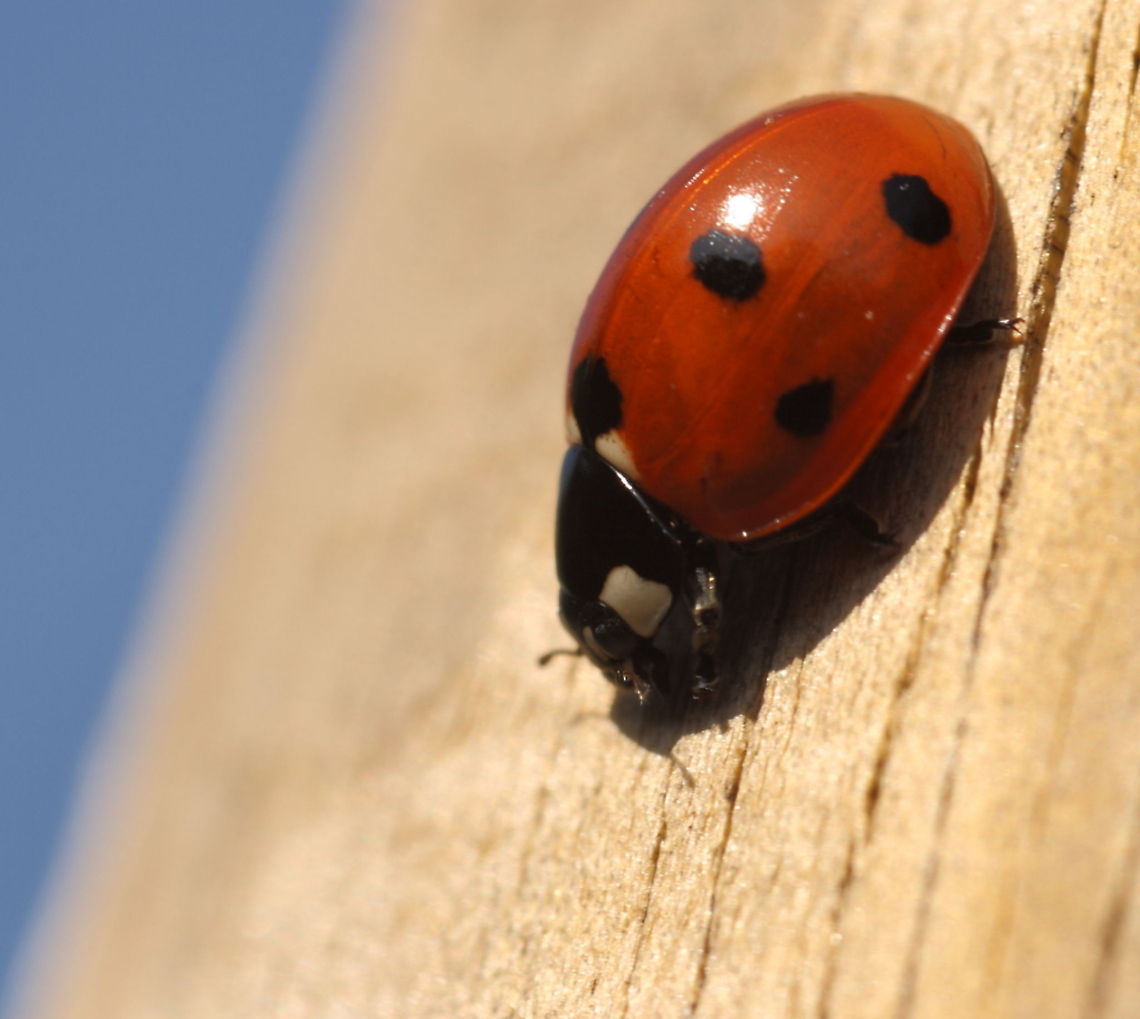 Ladybug This ladybug seemed to be digging in the garden pole cracks 7-spot Ladybird,Coccinella septempunctata,Insects,digging,ladybug