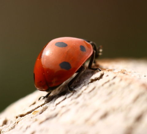 On the road to... ladubug climbing up the garden pole. I was surprized tot see the droms underneath the wings 7-spot Ladybird,Coccinella septempunctata,Insects,climbing,ladybug
