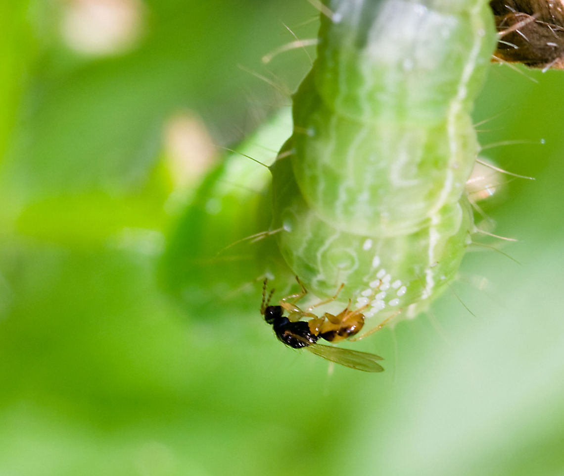 murder she wrote... I saw this parasite lay eggs on &agrave; caterpill. Just 10 minutes before it was fine and eating from the Lears. Suddenly it looked frozen and &agrave; closet look witheet my 105 mm objective showde this happening.<br />
 Caterpillar,Eggs,Insects,Macro,Parasite