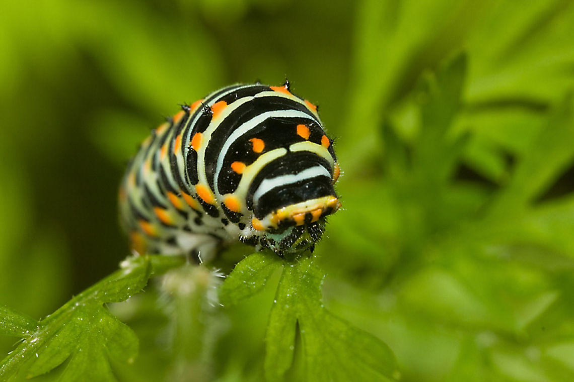 Swallowtail caterpillar caterpillar of a swallowtail butterfly in my garden. Caterpillar,Insects,Macro,Old World swallowtail,Papilio machaon,Swallowtails