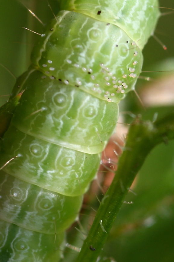 catterpillar with eggs of a parasite wasp eggs of a parasite wasp on the caterpillars back.  Caterpillar,Eggs,Insects,Parasite