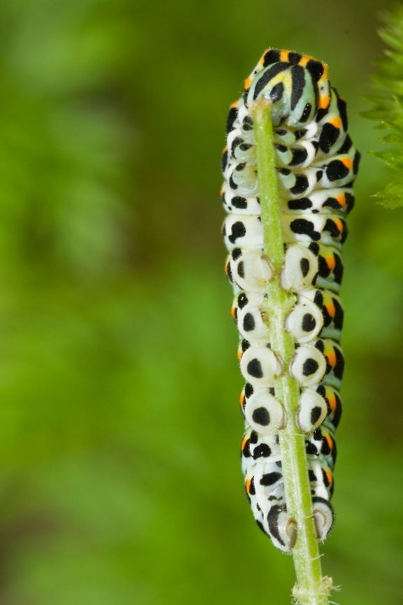 Swallowtail caterpillar eating through the day Caterpillar,Insects,Macro,Old World swallowtail,Papilio machaon