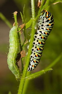 caterpillar meeting infected caterpillar meets Swallotail caterpillar Caterpillar,Insects,Old World swallowtail,Papilio machaon