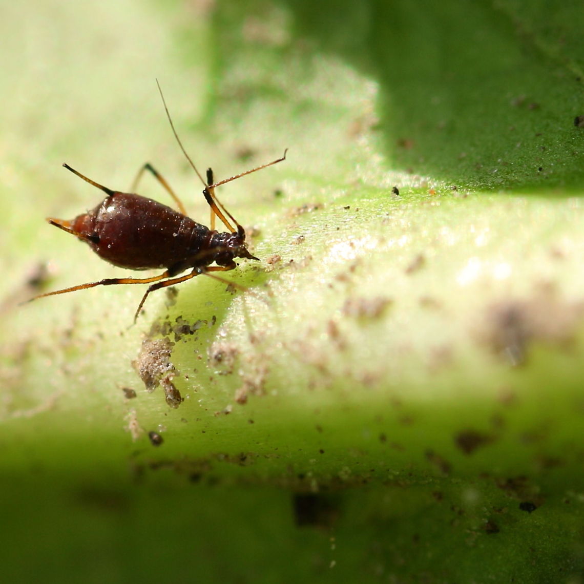 greenfly on endive green fly on endive. Had to remove him before we could eat of it..but it was quite a big one Aphis fabae,Macrosiphum rosae,Rose aphid,endive,greenfly