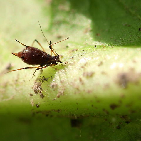greenfly on endive green fly on endive. Had to remove him before we could eat of it..but it was quite a big one Aphis fabae,Macrosiphum rosae,Rose aphid,endive,greenfly