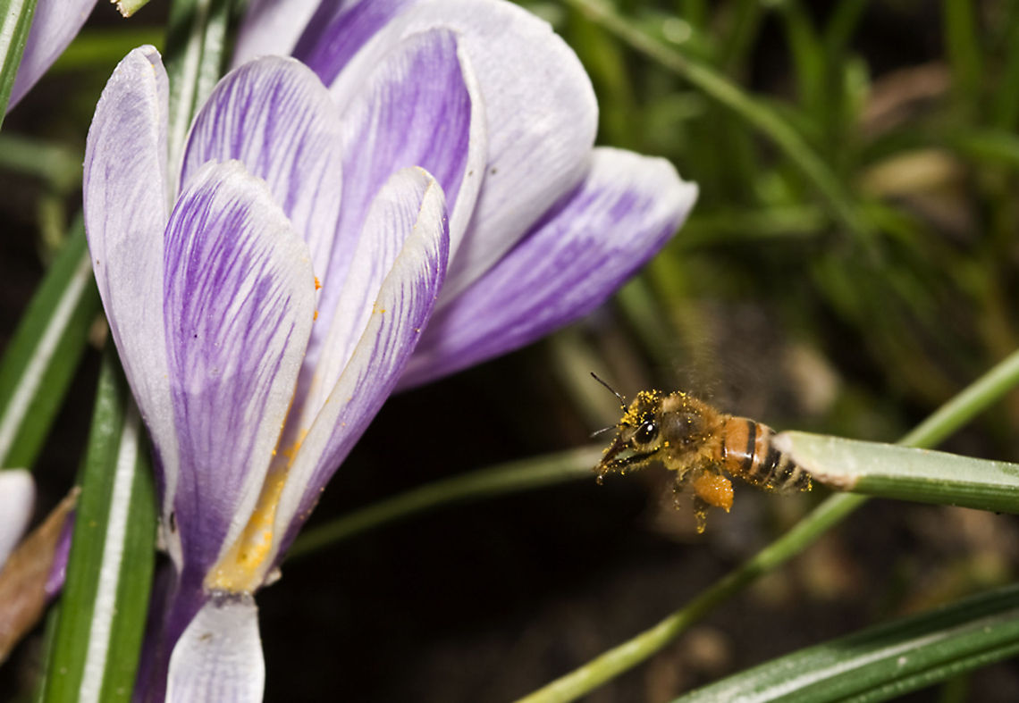 Nectar-covered bee Bee and crocus Apis mellifera,Geotagged,The Netherlands,Western honey bee(Apis mellifera),bee,crocus