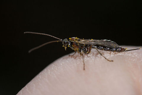 ? took photos of this one en found it on my hand after taken othet pictures.