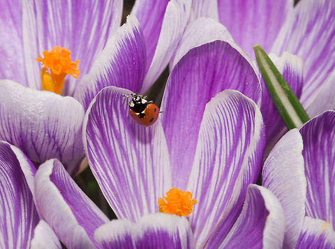 Ladybug ready for springtime ladybug on a trip trough the crocusbed. 7-spot Ladybird,Coccinella septempunctata,crocus,ladybug
