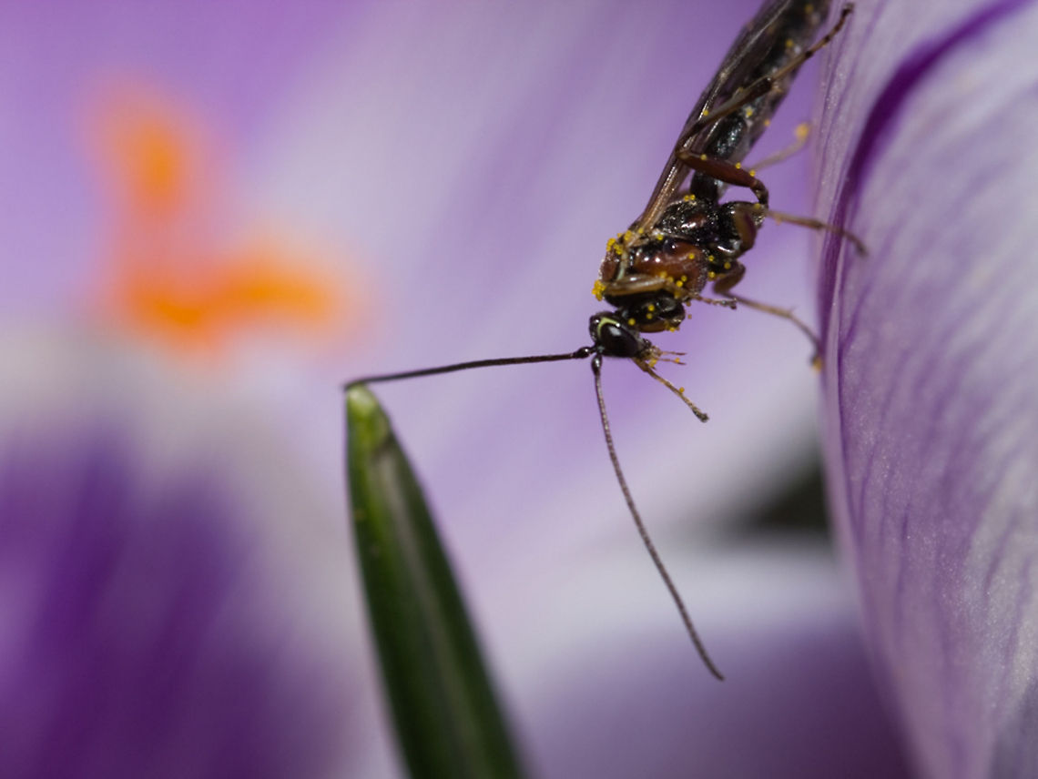 ? balancing Giant Ichneumon Wasp,Megarhyssa atrata