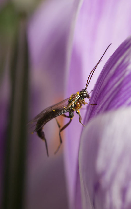 Ichneumon wasp on the way back after trown out by a bee. wasp