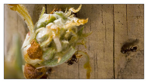 ants on blossem ant Black garden ant,Lasius niger,ant