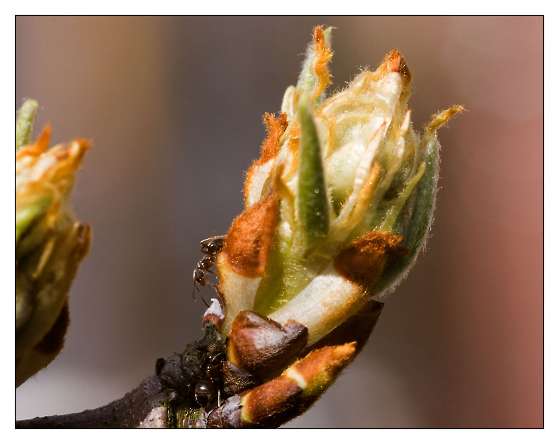 ants ants Black garden ant,Insects,Lasius niger,ants