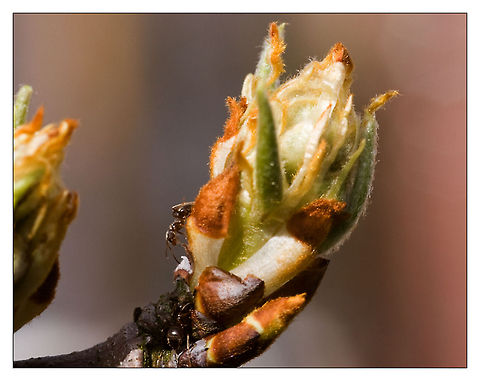 ants ants Black garden ant,Insects,Lasius niger,ants