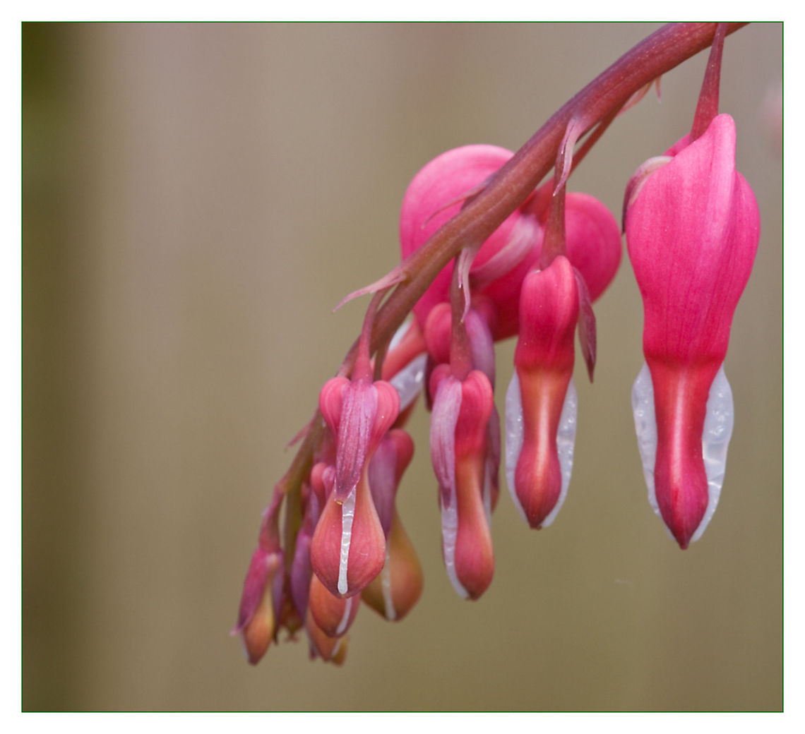 broken hearts the leafs are not yet unfolded but the flowers are magnificent Lamprocapnos spectabilis