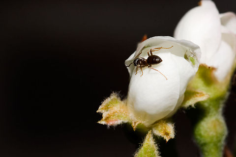 good Shepard Ant mutualism


Ant tending aphids


Ant extracting honeydew from an aphid
Some species of ants "farm" aphids, protecting them on the plants they eat, eating the honeydew that the aphids release from the terminations of their alimentary canals. This is a "mutualistic relationship".
These "dairying ants" "milk" the aphids by stroking them with their antennae.

source: http://en.wikipedia.org/wiki/Aphid ant,aphid,blossem,macro