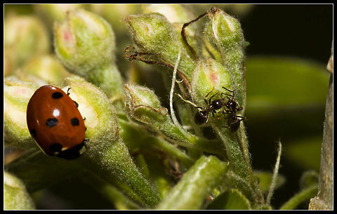ladybug hiding.. Saw this ladybug beeing attackt buy the ants. They where very aggressive towards de ladybug. 7-spot Ladybird,Coccinella septempunctata,Ladybird,Ladybug,insects