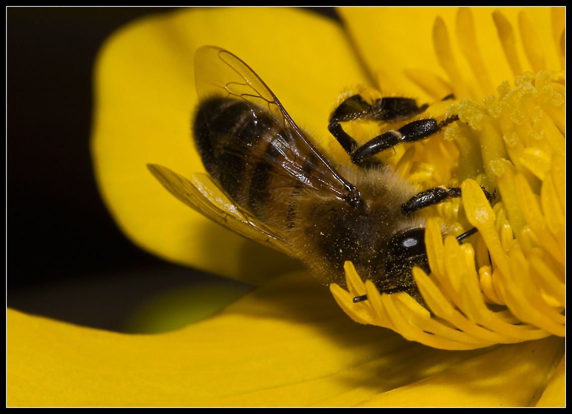 Bathe in Luxury digging very deep for nectar. Apis mellifera,Bees,Insects,Western honey bee