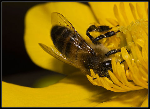 Bathe in Luxury digging very deep for nectar. Apis mellifera,Bees,Insects,Western honey bee