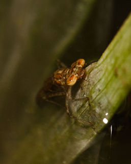Damselfly larva looking around before diving in the deep of our pond again. Damselfly,larva