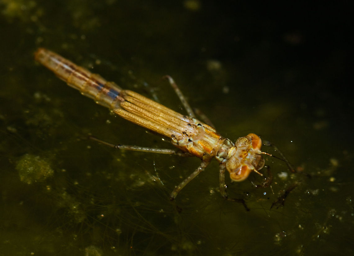 Damselfly larva in our backyard pond Damselfly,larva