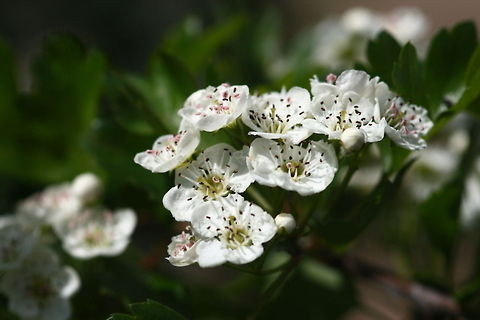 Hawthorn blossom We have a hawtorn in our garden.  Crataegus,Crataegus monogyna,blossom,hawthorn