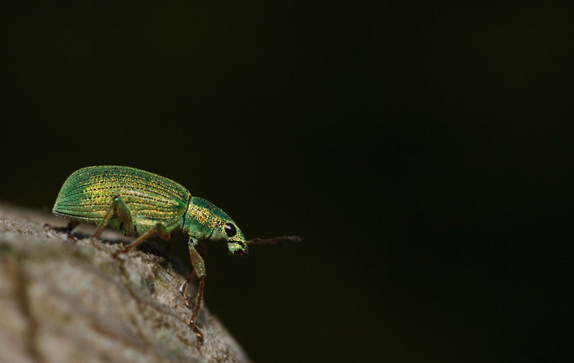 Polydrusus sericeus found this one on my kitchendoor. Took a piece of paper and let it walk on it. Then places it on a garden pole. Had a little time to take a picture and then it flew away. Polydrusus sericeus,Silver-green leaf Weevil,curculionidae