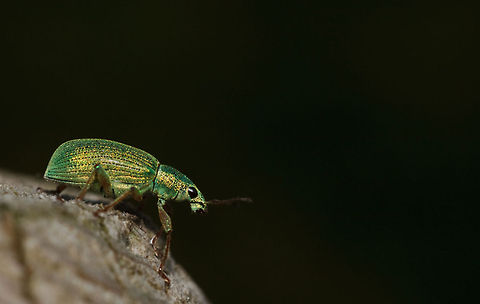 Polydrusus sericeus found this one on my kitchendoor. Took a piece of paper and let it walk on it. Then places it on a garden pole. Had a little time to take a picture and then it flew away. Polydrusus sericeus,Silver-green leaf Weevil,curculionidae