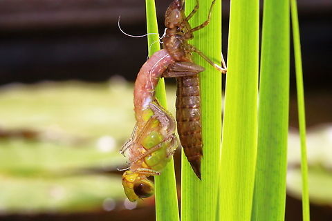 Hatching dragonfly In the pond in my garden. Anax imperator,Emperor Dragonfly,Geotagged,Netherlands,Spring,hatching dragonfly