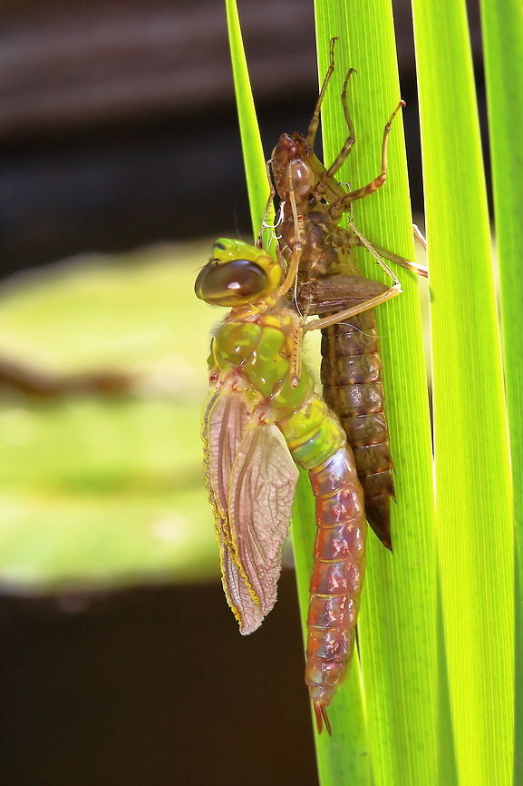 Dragonfly the proces took about 3,5 hours Anax imperator,Dragonfly,Emperor Dragonfly,Geotagged,Netherlands,Spring,hatching dragonfly