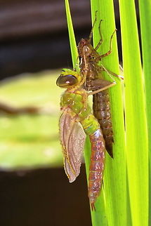 Dragonfly the proces took about 3,5 hours Anax imperator,Dragonfly,Emperor Dragonfly,Geotagged,Netherlands,Spring,hatching dragonfly
