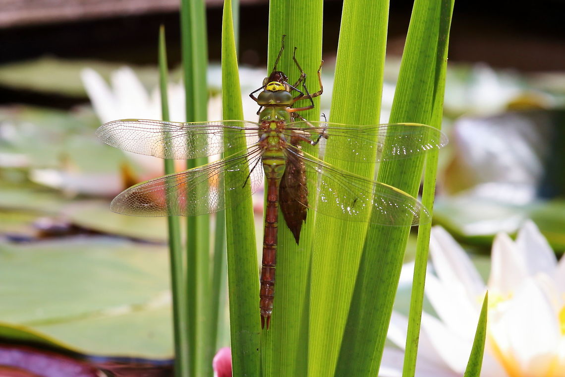Hatching dragonfly about ready to fly dragonfly just before  her first flight.<br />
 Anax imperator,Dragonfly,Emperor Dragonfly,Geotagged,Netherlands,Spring,hatching dragonfly