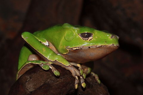 phyllomedusa bicolor Giant leaf frog . Photo taken at Tropical Zoo Berkenhof Kwadendamme Berkenhof,Geotagged,Giant leaf frog,Phyllomedusa bicolor,The Netherlands