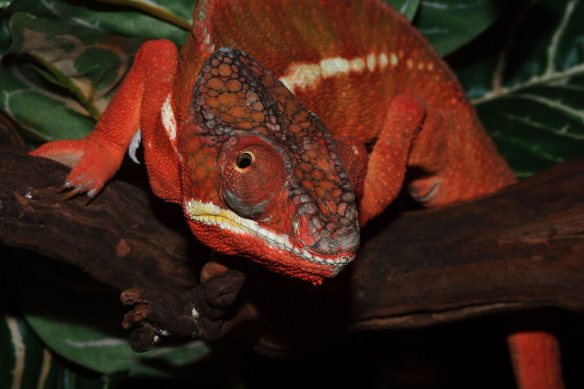 Chameleon Made at Tropical zoo Berkenhof Berkenhof,Furcifer pardalis,Geotagged,Panther chameleon,The Netherlands,Tropical Zoo,cameleon