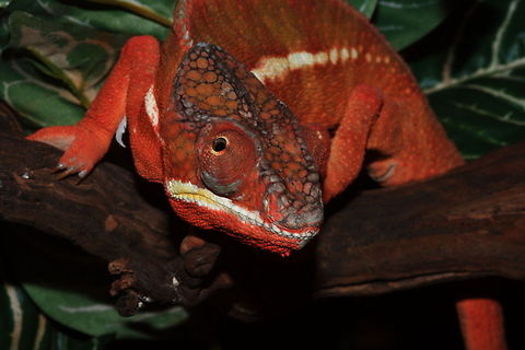 Chameleon Made at Tropical zoo Berkenhof Berkenhof,Furcifer pardalis,Geotagged,Panther chameleon,The Netherlands,Tropical Zoo,cameleon
