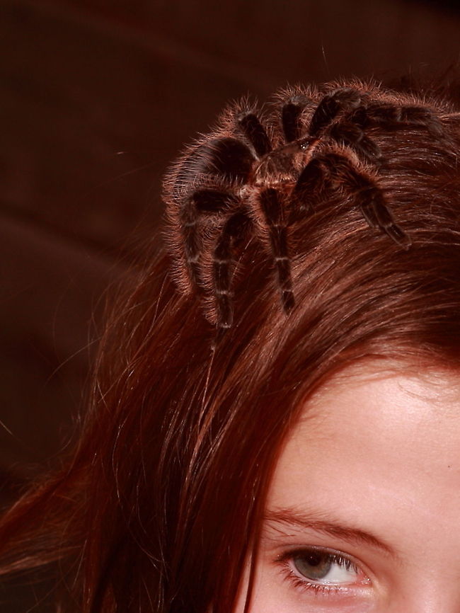 Theraphosida  Berkenhof,Geotagged,The Netherlands,Theraphosida