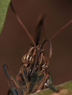two tongue butterfly ;) With roltong butterflies sucking nectar from the plants. It consists of two twisted towards each other, hollow tubes.
When the butterfly comes from pop, these tubes are unrelated. They must first be rotated to each other in the tongue may be used.
The tongue must be very long to deep into the flower tube to suck the nectar.

as I read on a dutch butterflywebsite wondering why this one has two roltongs Berkenhof,Butterfly,Geotagged,The Netherlands,roltongue