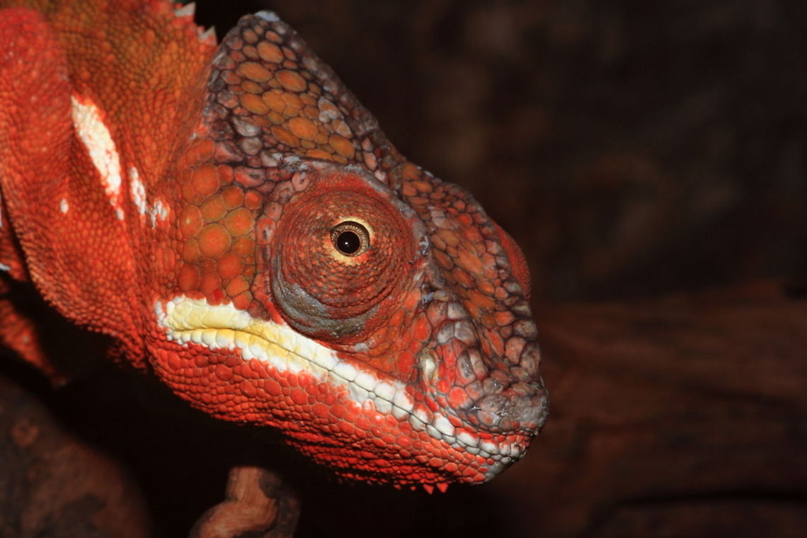Panther Chameleon you can see his or her eye here very well Berkenhof,Furcifer pardalis,Geotagged,Panther chameleon,The Netherlands