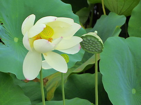Lotus Holy Lotus in an Pond at a Boedist Temple complex. Geotagged,Indian lotus,Japan,Nelumbo nucifera