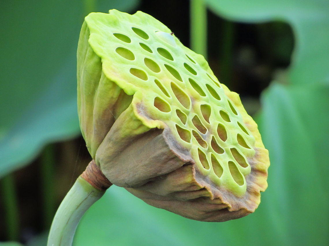 Lotus seed pot same pond as previous upload Geotagged,Indian lotus,Japan,Nelumbo nucifera,seed pot