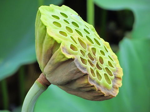 Lotus seed pot same pond as previous upload Geotagged,Indian lotus,Japan,Nelumbo nucifera,seed pot