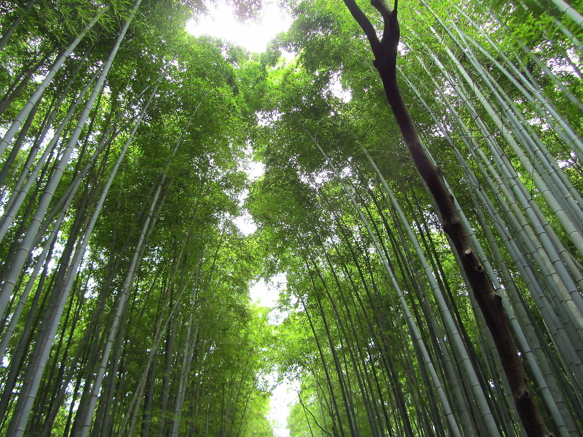 Bamboo forest in Kyoto  Bamboo,Geotagged,Japan