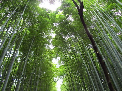 Bamboo forest in Kyoto  Bamboo,Geotagged,Japan